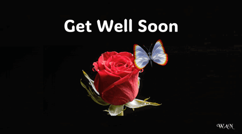 A Red Rose With Two Butterflies And The Words Get Well Soon GIF