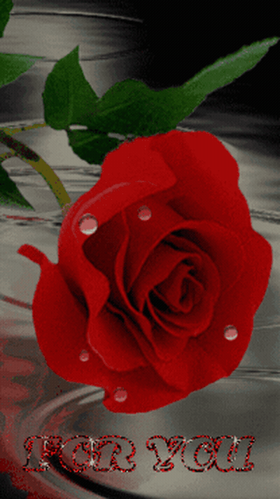 A Red Rose With Water Drops On It And The Words " For You " GIF