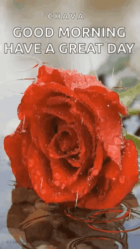 A Red Rose With Water Drops On It Is Floating In The Water . GIF