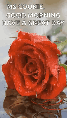 A Red Rose With Water Drops On It Is Sitting In The Water . GIF
