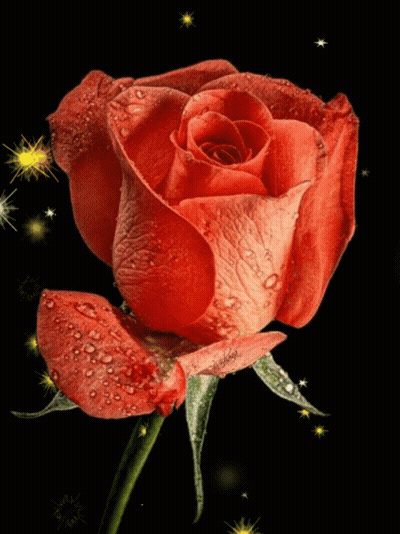 A Red Rose With Water Drops On It 'S Petals GIF