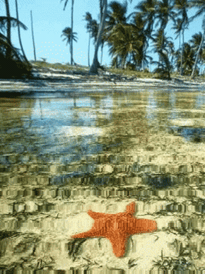 A Red Starfish Is Laying On The Sand Near The Water GIF