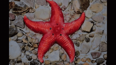 A Red Starfish Is On A Rocky Surface GIF