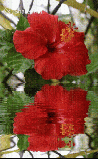 A Reflection Of A Red Flower In The Water GIF
