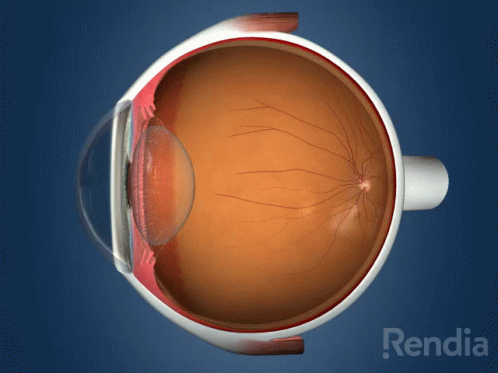 A Rendering Of A Human Eye With The Word Rendia On The Bottom Right GIF