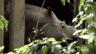 A Rhino Is Behind A Fence With The Words National Geographic Wild Written On The Bottom GIF
