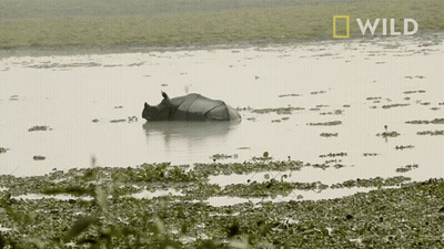 A Rhino Is Floating In A Body Of Water With The Word Wild On The Bottom GIF