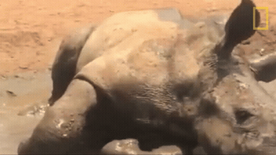 A Rhino Is Laying In The Mud With A National Geographic Logo In The Background . GIF