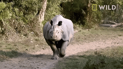 A Rhino Is Running Across A Dirt Path With A National Geographic Logo Behind It GIF