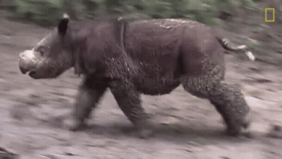 A Rhino Is Running On A Dirt Road With A National Geographic Logo In The Corner GIF