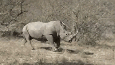 A Rhino Is Running Through A Grassy Field . GIF