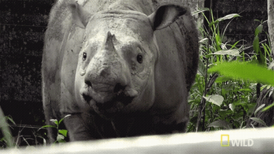 A Rhino Is Standing In A Field With A National Geographic Logo In The Corner GIF