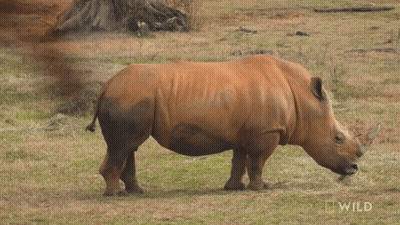 A Rhino Is Standing In A Field With A National Geographic Wild Logo In The Background GIF