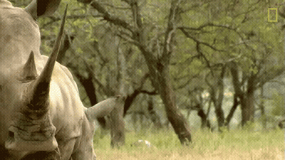 A Rhino Is Standing In A Grassy Field With Trees In The Background GIF