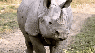 A Rhino Is Standing On A Dirt Road With The Word Wild Written In The Background GIF