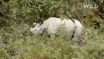 A Rhino Is Walking Through A Lush Green Field With A National Geographic Logo In The Corner GIF
