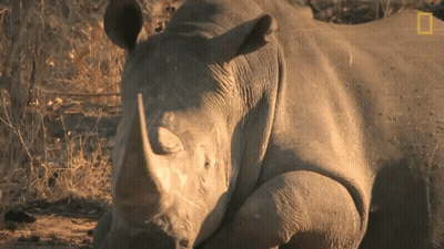 A Rhino Laying Down With A National Geographic Logo On The Bottom Right GIF
