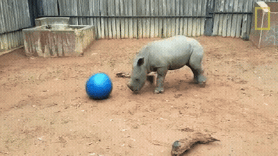 A Rhino Playing With A Blue Ball In A Dirt Area GIF