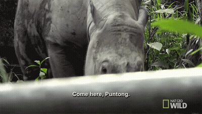 A Rhino Says Come Here Puntong On A National Geographic Wild Video GIF