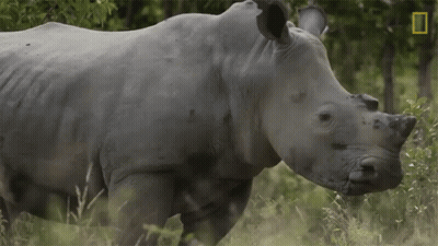 A Rhino Standing In A Field With A National Geographic Logo In The Corner GIF