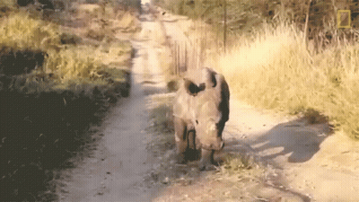 A Rhino Walking Down A Dirt Road With A National Geographic Logo On The Bottom Right GIF