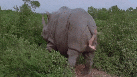 A Rhino With A Woman 'S Hand On The Back Of It GIF