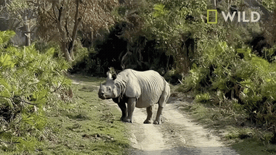 A Rhinoceros Is Walking Down A Dirt Road With A National Geographic Logo Behind It GIF