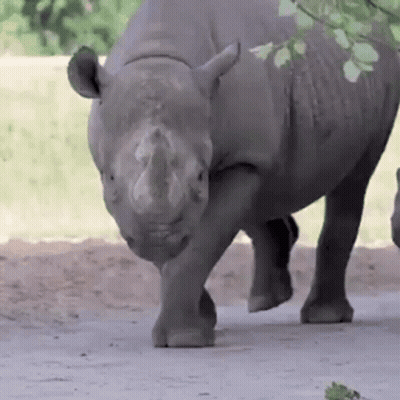 A Rhinoceros Is Walking On A Dirt Road Looking At The Camera GIF