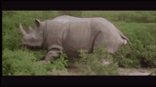 A Rhinoceros Is Walking Through A Lush Green Field Of Grass . GIF