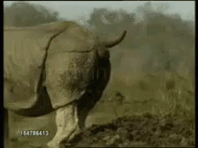 A Rhinoceros Is Walking Through A Muddy Field In The Wild . GIF