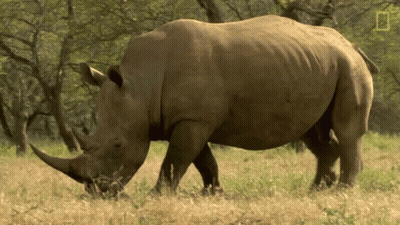 A Rhinoceros Standing In A Field With A National Geographic Logo In The Background GIF