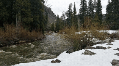 A River Flowing Through A Snowy Forest With Trees On The Side GIF