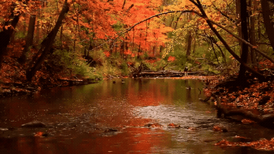 A River In The Middle Of A Forest With Leaves On The Ground GIF