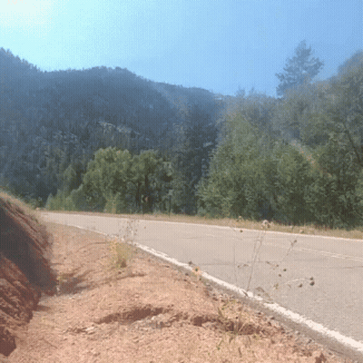A Road Going Through A Forest With Trees On Both Sides GIF