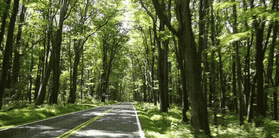 A Road With Trees On Both Sides Of It GIF