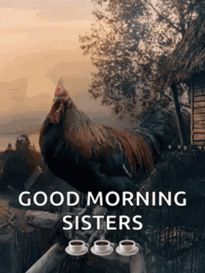 A Rooster Is Sitting On A Tree Branch With Two Cups Of Coffee . GIF