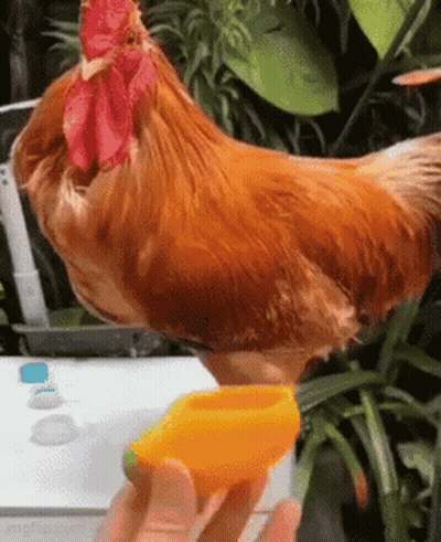 A Rooster Is Standing Next To A Person Holding A Yellow Cup GIF