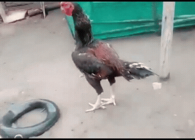 A Rooster Is Standing On A Concrete Surface Next To A Tire . GIF