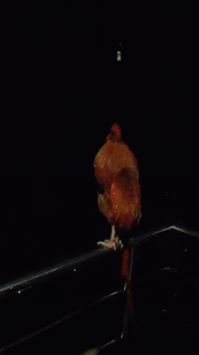 A Rooster Is Standing On A Railing With A Red Tail GIF