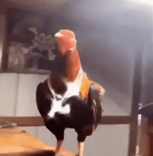 A Rooster Is Standing On Top Of A Wooden Table In A Room . GIF
