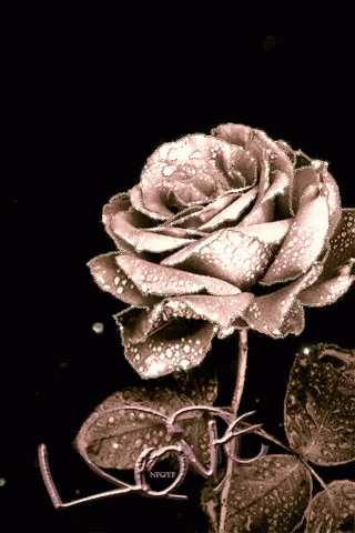 A Rose With Water Drops And The Word Love GIF