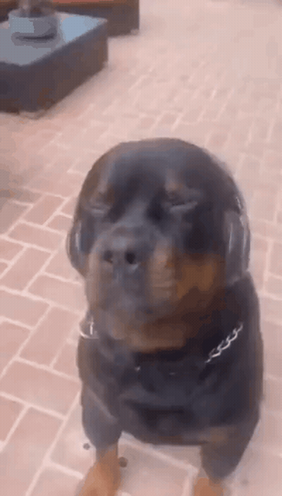 A Rottweiler Dog Wearing Headphones Is Standing On A Brick Patio . GIF