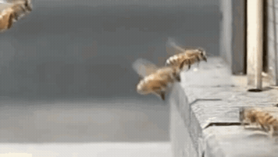 A Row Of Bees Are Flying Over A Ledge . GIF