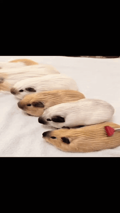 A Row Of Guinea Pigs With A Red Arrow Pointing To Them GIF