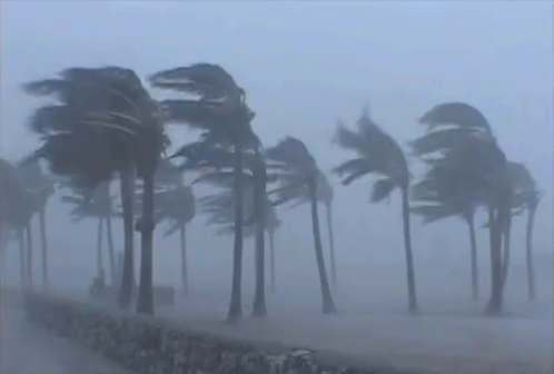 A Row Of Palm Trees Are Blowing In The Wind During A Hurricane . GIF