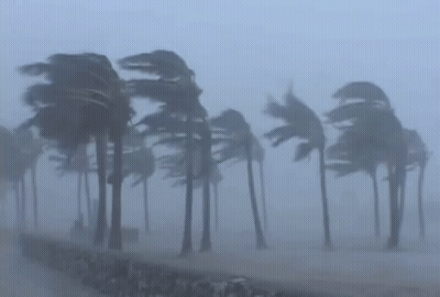 A Row Of Palm Trees Blowing In The Wind On A Foggy Day . GIF