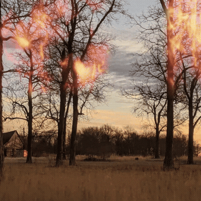 A Row Of Trees Are On Fire In A Field GIF