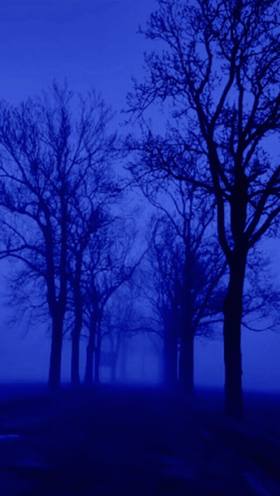 A Row Of Trees In A Dark Blue Forest GIF