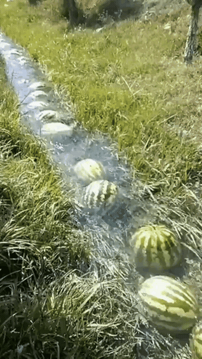 A Row Of Watermelons In A Stream Of Water GIF