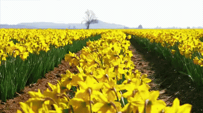 A Row Of Yellow Flowers In A Field With A Tree In The Background GIF